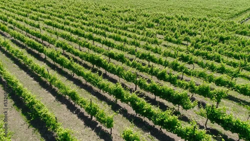Evening summer rural landscape with grape green fields and meadows. Farming concept. Vineyards valley Evening summer rural landscape with grape green fields and meadows. Farming concept. Vineyards valley