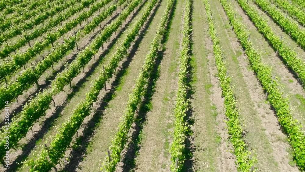 Evening summer rural landscape with grape green fields and meadows. Farming concept. Vineyards valley Evening summer rural landscape with grape green fields and meadows. Farming concept. Vineyards valley