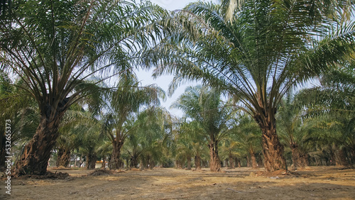 The oil palm farm elaeis guineensis with spreading leaves growing among thicket of tropical plants. Concept of exotic crop cultivation as cause of damage to natural environment. photo