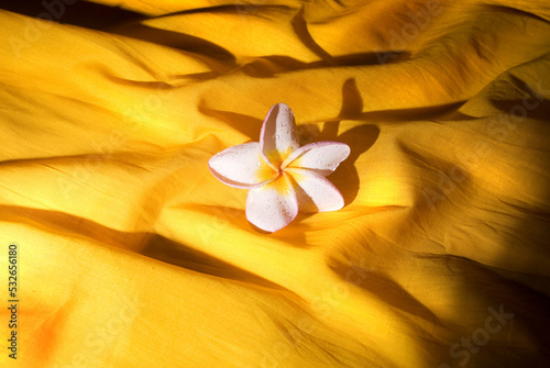 Araliya flower in a cloth, Sri lanka. Cover design, idea, concept, book cover. photo