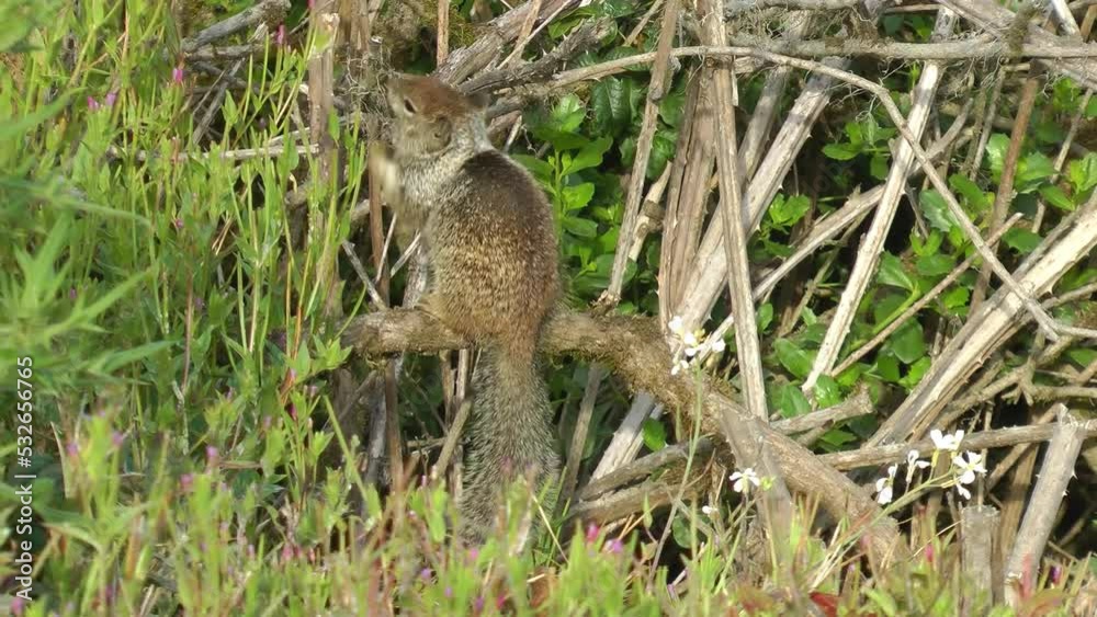 Columbian Ground Squirrel looking for food on branch
USA Columbian Ground Squirrel wildlife, 2021
Columbian Ground Squirrel looking for food on branch
USA Columbian Ground Squirrel wildlife, 2021