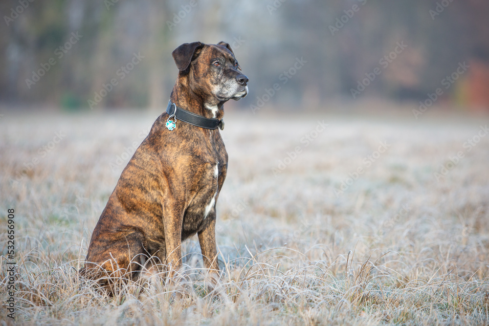 boxer portrait on a cold winter day boxer portrait on a cold winter day