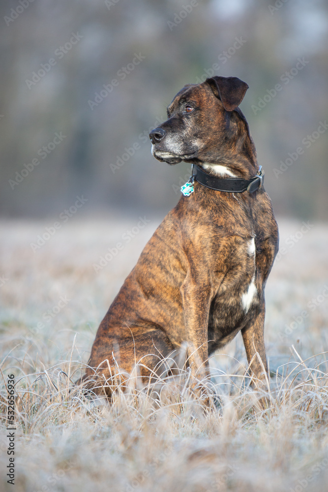 boxer portrait on a cold winter day boxer portrait on a cold winter day