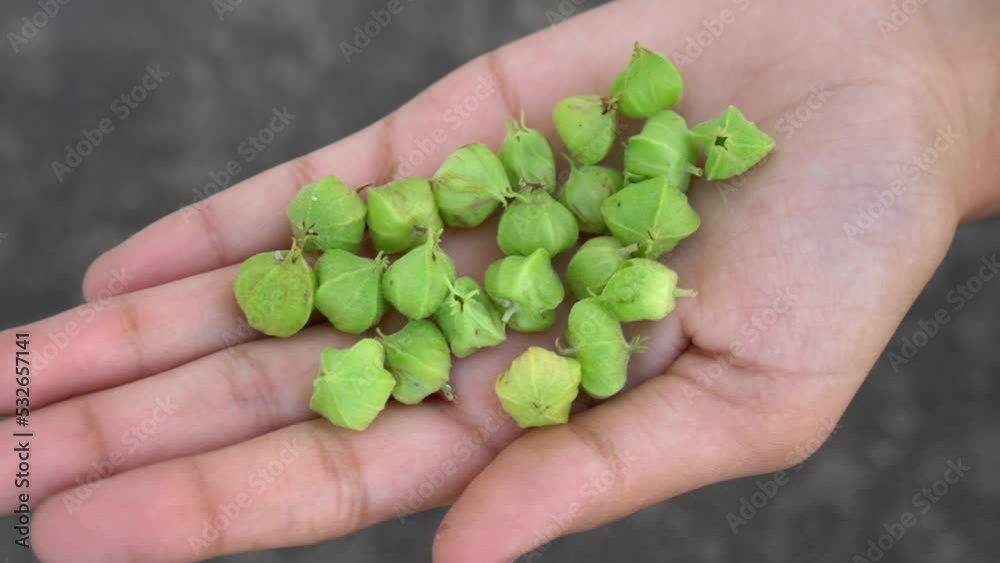 Commonly known as Ashwagandha (winter cherry), is an important