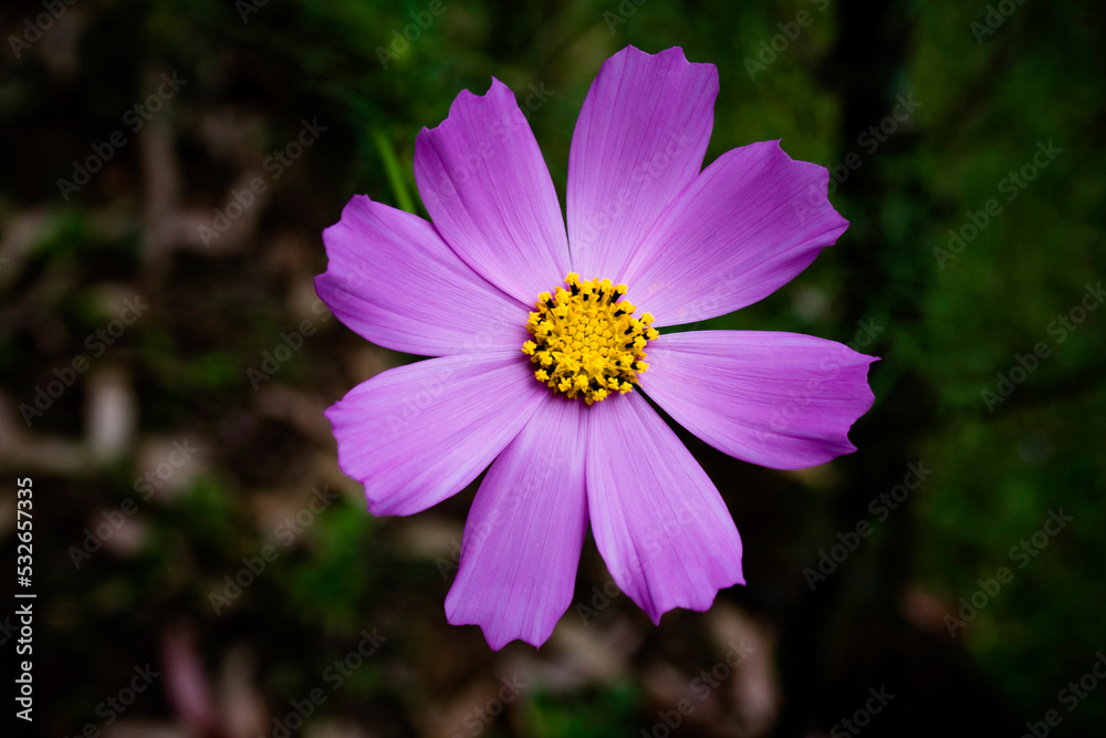 Cosmos bipinnatus (atapethiya flower) in Garden sri lanka. Cosmos bipinnatus (atapethiya flower) in Garden sri lanka.
