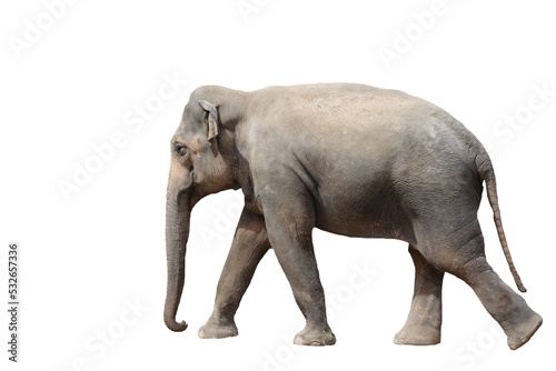Photography Elefant isoliert auf weißem Hintergrund