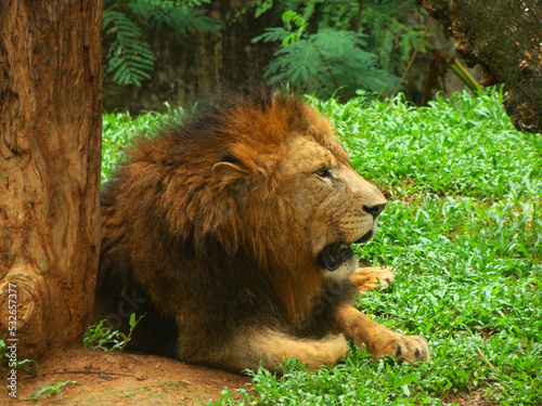 Lion, king at Zoological Gardens Dehiwala, Sri Lanka.  © Leon Concept