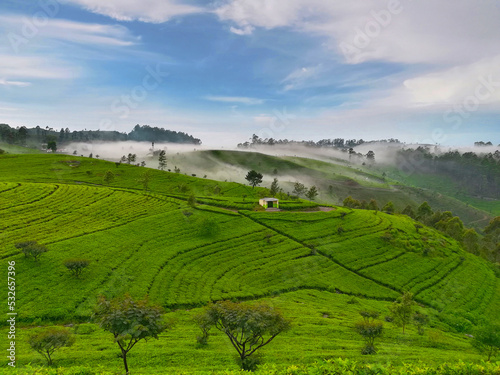 Tea plantation in Nuwara Eliya Sri Lanka. Nuwara Eliya is the most important place for tea plantation and production in Sri Lanka.