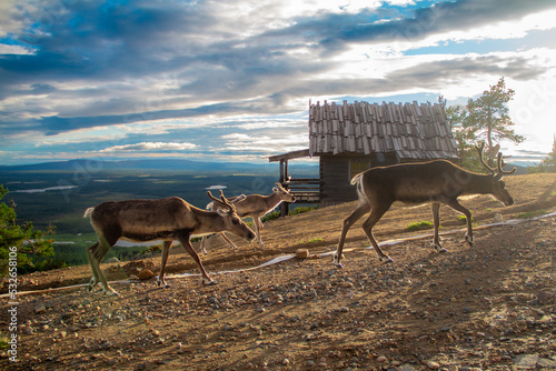 Free reindeers in front of santa's cabin in the mountains of Levi Lapland, Finland