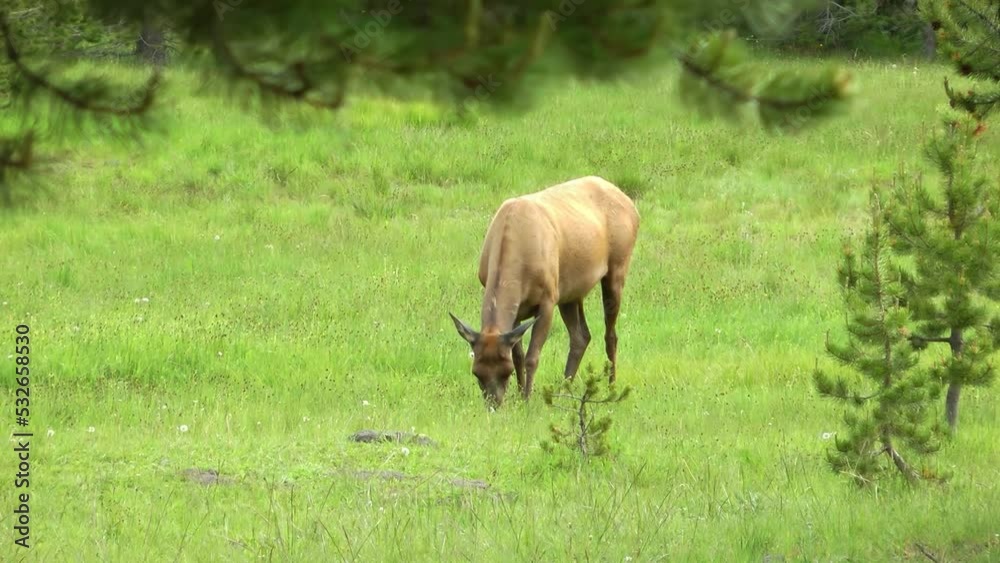 Elk Female eats grass
Elk in Yellowstone National Park Wyoming USA, 2021
Elk Female eats grass
Elk in Yellowstone National Park Wyoming USA, 2021