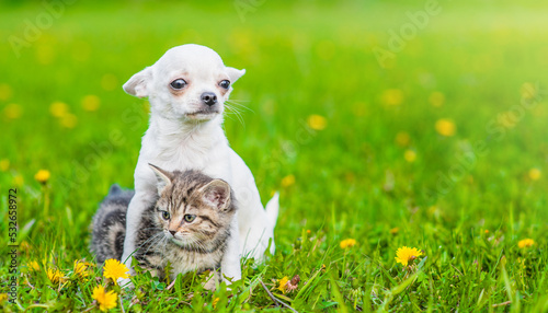 Chihuahua puppy hugs tabby kitten on a dandelion field and looking away. Empty space for text © Ermolaev Alexandr