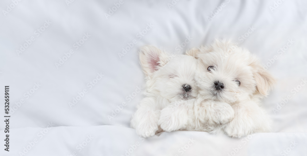 Two Cute white Lapdog puppies sleep together under warm white blanket on a bed at home. Top down view. Empty space for text Two Cute white Lapdog puppies sleep together under warm white blanket on a bed at home. Top down view. Empty space for text