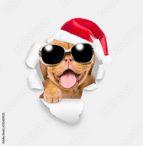 Happy puppy wearing sunglasses and red santa hat looking through the hole in white paper © Ermolaev Alexandr