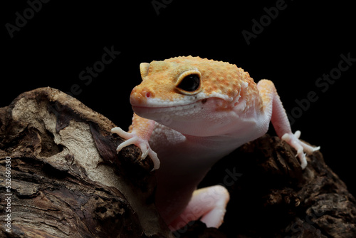 Closeup head Baby Sunglow gecko, Baby sunglow gecko isolated on black background