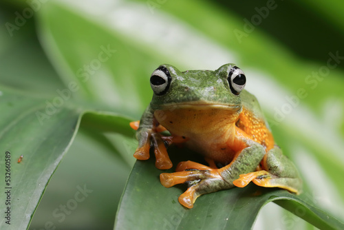 Flying frog closeup face on branch, Javan tree frog closeup image