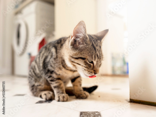 Small kitten with tiger style fur eating. Animal pet care. Cat feeding time. Light and airy mood.