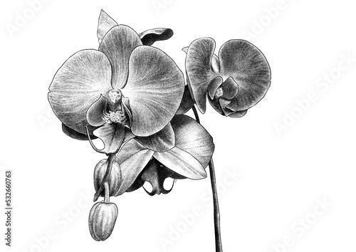 orchid isolated on transparent background photo