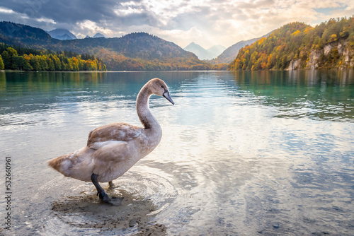 Wild Swan in Alpsee near Neuschwanstein at autumn, Bavarian Alps, Germany © Aide
