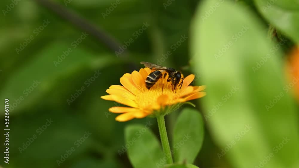The honey bee collects nectar from the flower. Macro video. The honey bee collects nectar from the flower. Macro video.