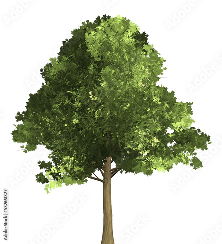 Green tree isolated on white.3d rendered isolated tree