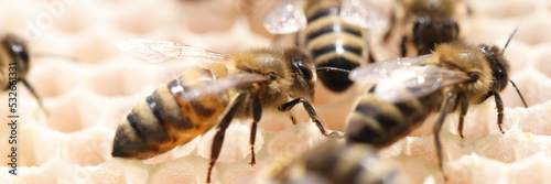 Fotobehang Bee honey bee colony honeycomb closeup. Eco nature bee hive