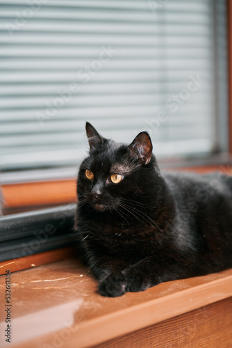The beautiful black cat lies on a windowsill. Concept of a having pet indoors. © AlexGo