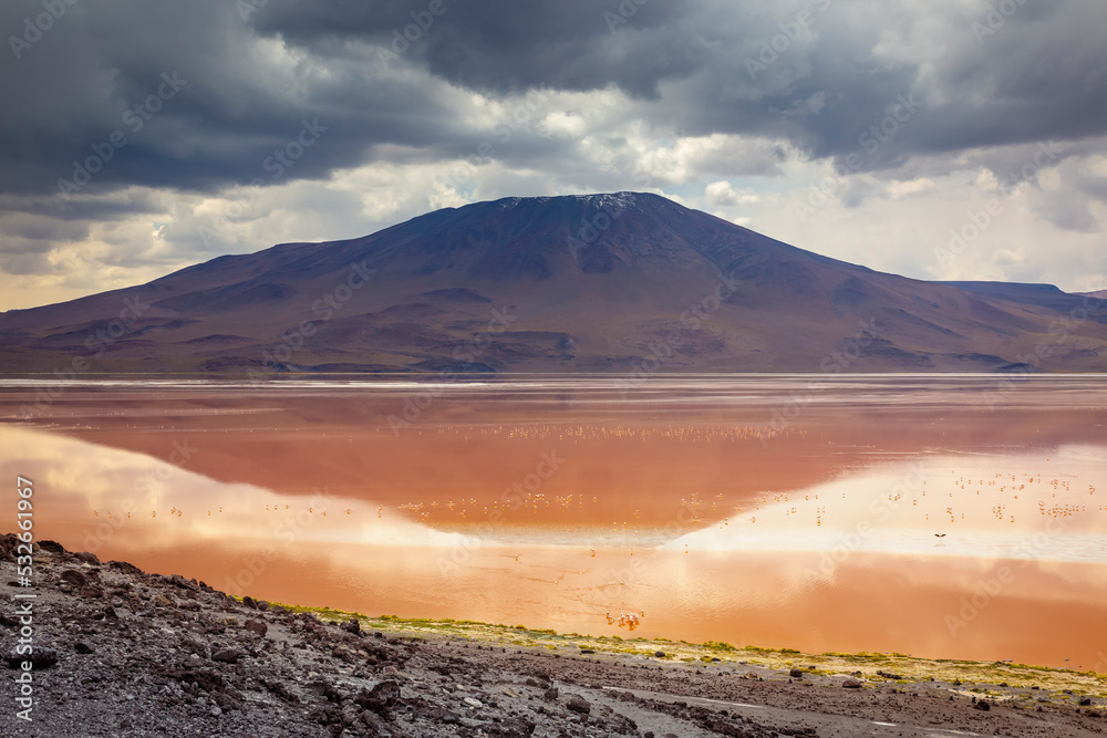 Chilean flamingos and Laguna Colorada, Red Lagoon, in Altiplano of Bolivia