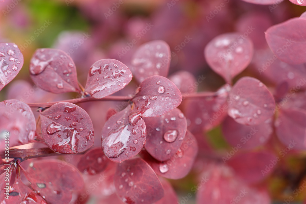 water drops on pink purple plant water drops on pink purple plant