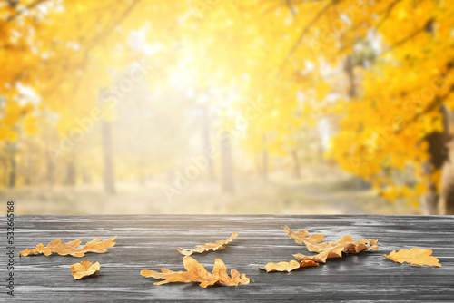 Beautiful autumn leaves on ...