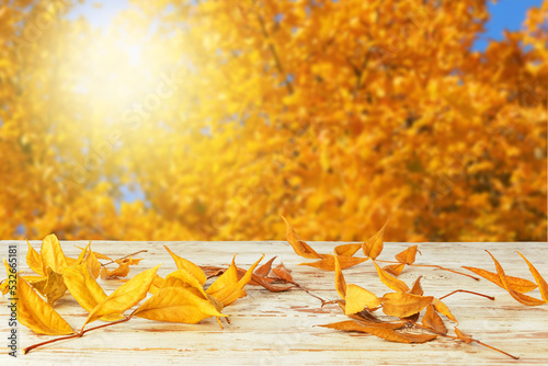 Beautiful autumn leaves on ...