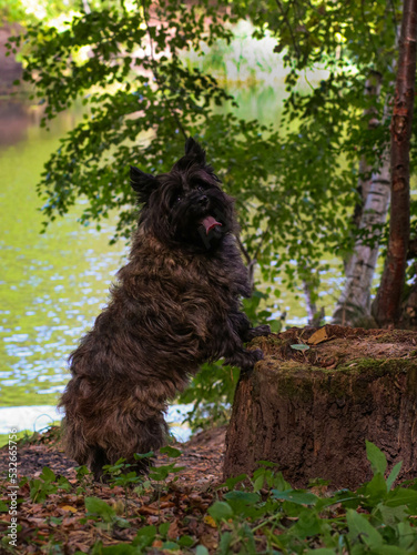Kern terrier on a log in the forest © Любовь Челюканова