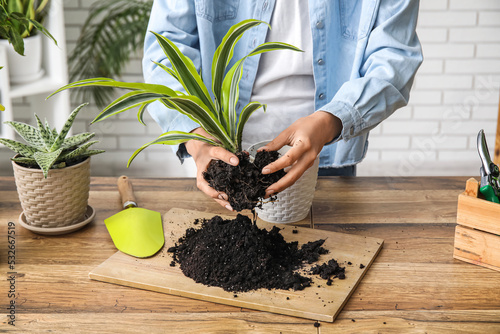 Woman transplanting houseplant at table