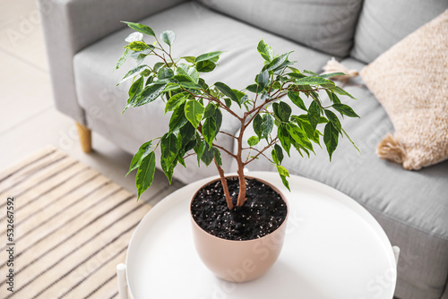 Ficus benjamina on table in...