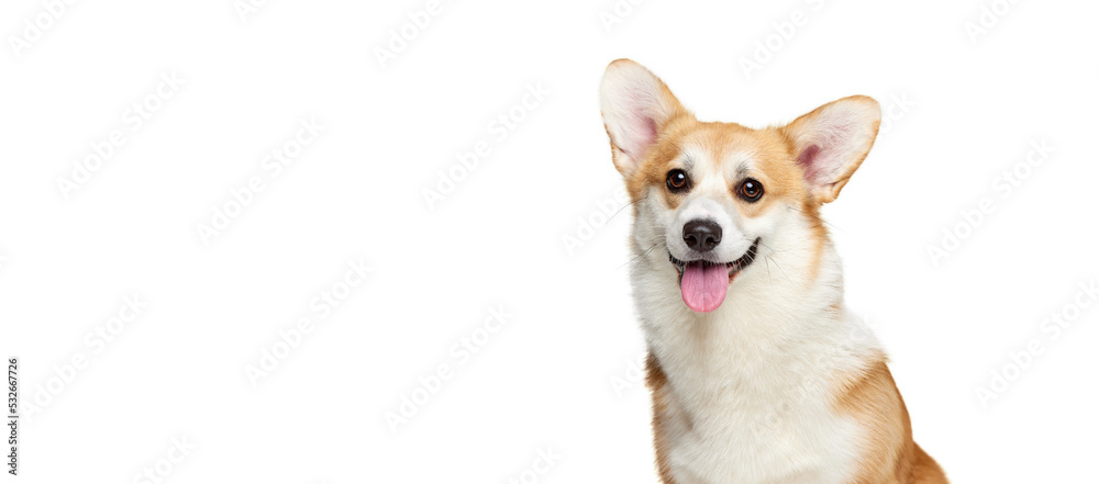 Cute Welsh corgi doggy posing isolated on white studio background. Happy puppy. Concept of motion, pets love, animal life.