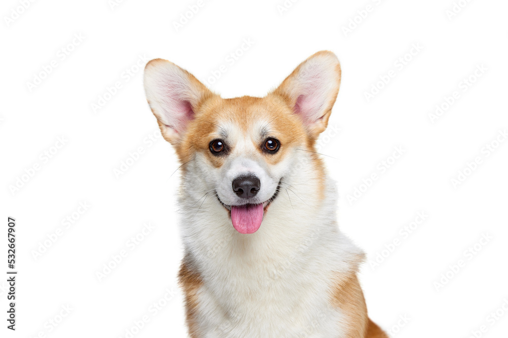 Beautiful white brown Welsh corgi dog isolated on white studio background. Happy puppy. Concept of beauty, pets love, animal life.