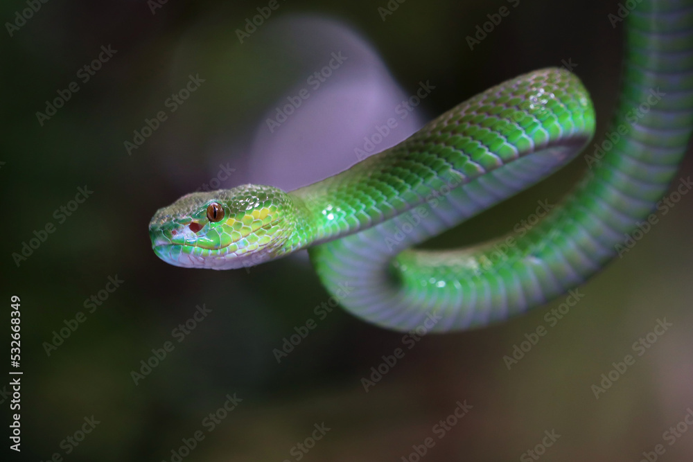 Fototapeta premium Trimeresurus Insularis closeup on branch, Indonesian viper snake closeup