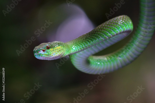 Fototapeta Naklejka Na Ścianę i Meble -  Trimeresurus Insularis closeup on branch, Indonesian viper snake closeup