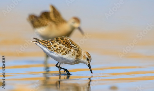  Little Stint (Calidris minuta) is is a wetland bird that lives in the northern parts of the European and Asian continents. It feeds in swampy areas.