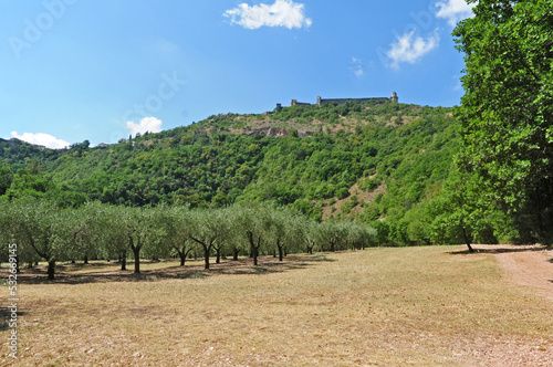 Assisi, il Bosco di San Francesco - gli ulivi del terzo Paradiso	e la Rocca Maggiore photo