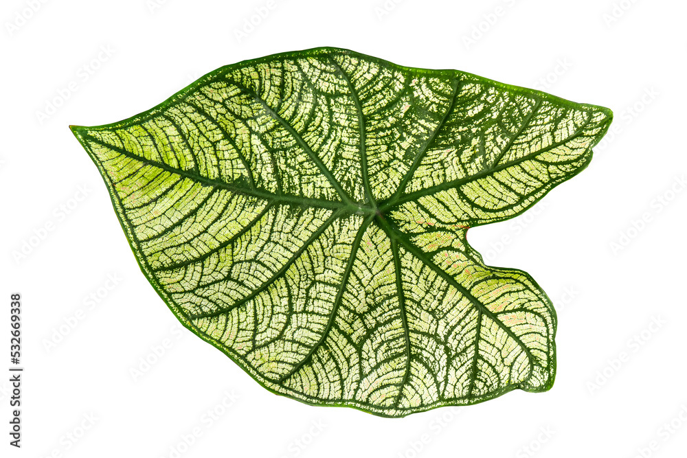 The leaves of the ornamental Taro plant are white with prominent green leaf bones that look clear and detailed The leaves of the ornamental Taro plant are white with prominent green leaf bones that look clear and detailed