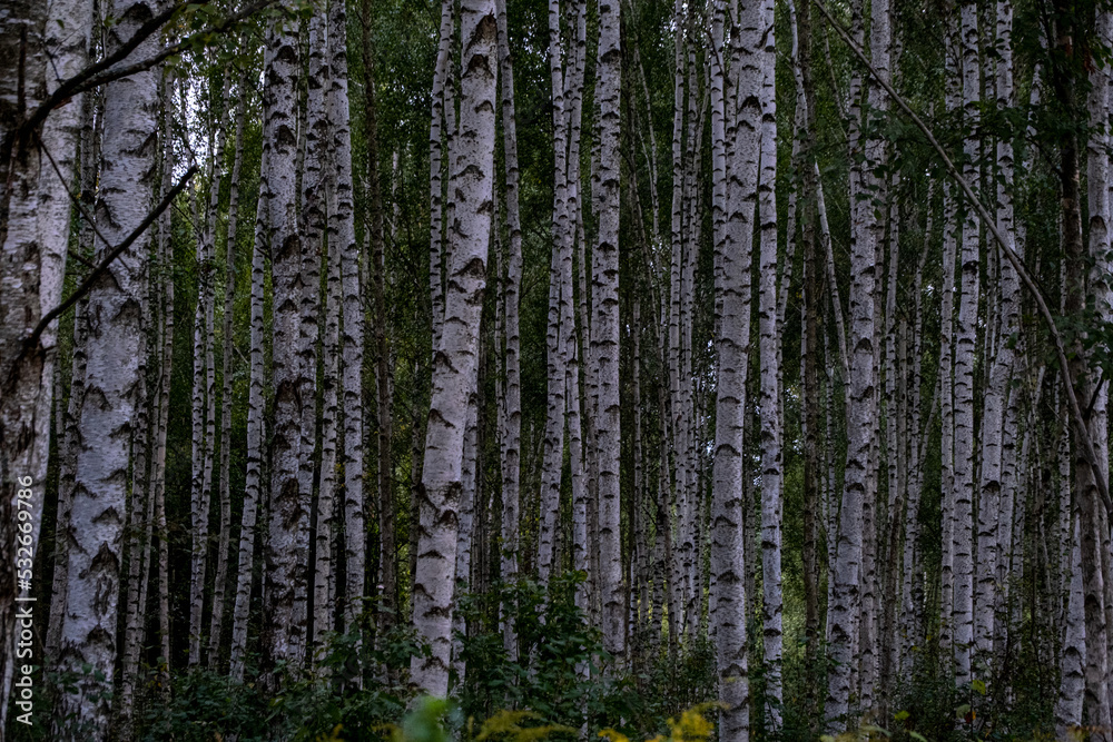 Beautiful autumn landscape with a lot of birch trunks