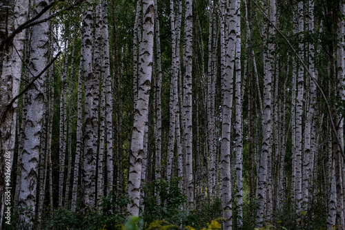 Fototapeta Naklejka Na Ścianę i Meble -  Beautiful autumn landscape with a lot of birch trunks