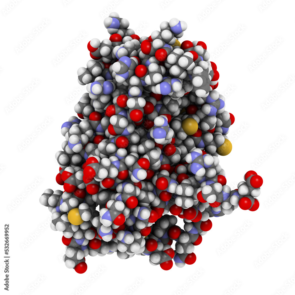 Interferon alpha 2a (IFNA2) molecule, 3D rendering. Pegylated analogs of this cytokine are used to treat hepatitis B and C infections. Interferon alpha 2a (IFNA2) molecule, 3D rendering. Pegylated analogs of this cytokine are used to treat hepatitis B and C infections.