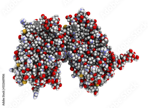 Interferon beta protein. Cytokine used to treat multiple sclerosis (MS). 3D rendering. Atoms shown as spheres with conventional color coding...