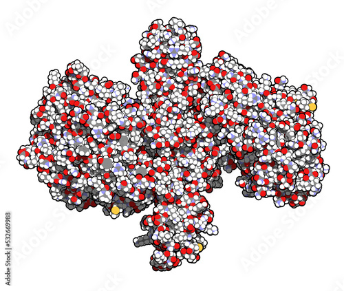 Botulinum toxin neurotoxic protein, 3D rendering. Produced by Clostridium botulinum. Cosmetically used to treat wrinkles. 