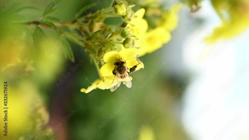 The honey bee collects nectar from the flower. Vertical video. The honey bee collects nectar from the flower. Vertical video.