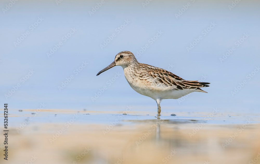 Broad-billed Sandpiper (Limicola falcinellus) is found on marsh and muddy water edges, paddy fields and open beaches. It occurs in Asia, Europe and Africa.
Broad-billed Sandpiper (Limicola falcinellus) is found on marsh and muddy water edges, paddy fields and open beaches. It occurs in Asia, Europe and Africa.