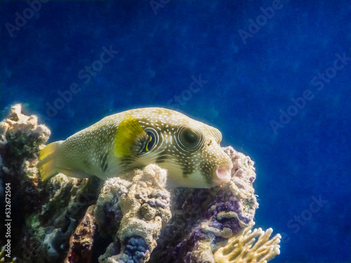 white spotted puffer fish lies on the coral at the reef