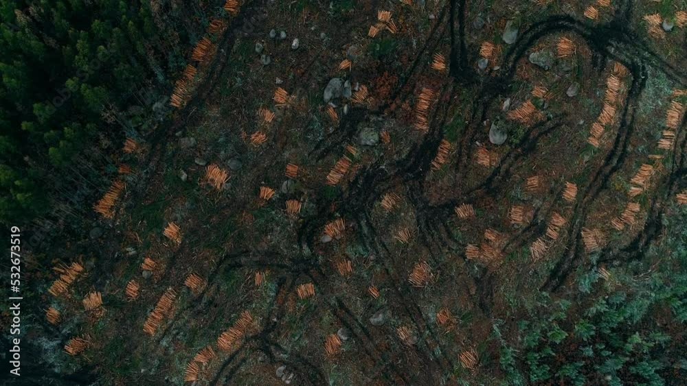 Drone footage of deforested pine forest