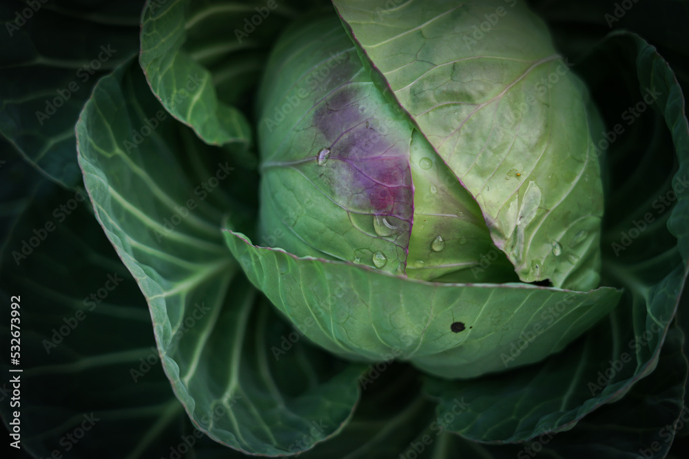 Fototapeta premium cabbage growing in the garden